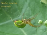 Wielwebspinnen [Araneidae]